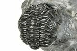 Phacopid (Adrisiops) Trilobite - Jbel Oudriss, Morocco #251628-4